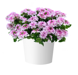 VANESSA™ Bicolor Light Pink