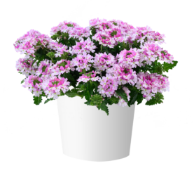VANESSA™ Bicolor Light Pink