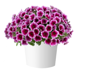 Capella™ Fuchsia Lace