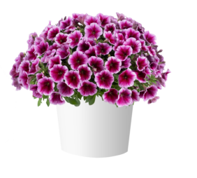 Capella™ Fuchsia Lace