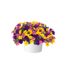 Finger Paints™