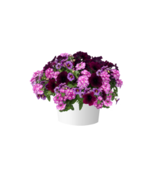 Malaga White™