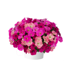 Pink Bubbly™