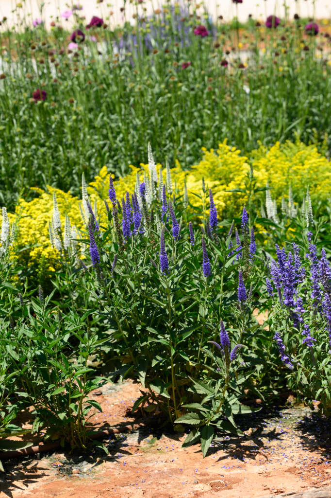 Garden to Vase