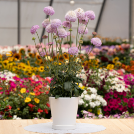 FOCAL SCOOP™ LILAC (GTV)