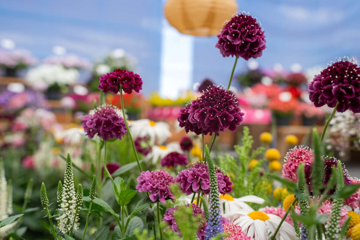 Garden to Vase