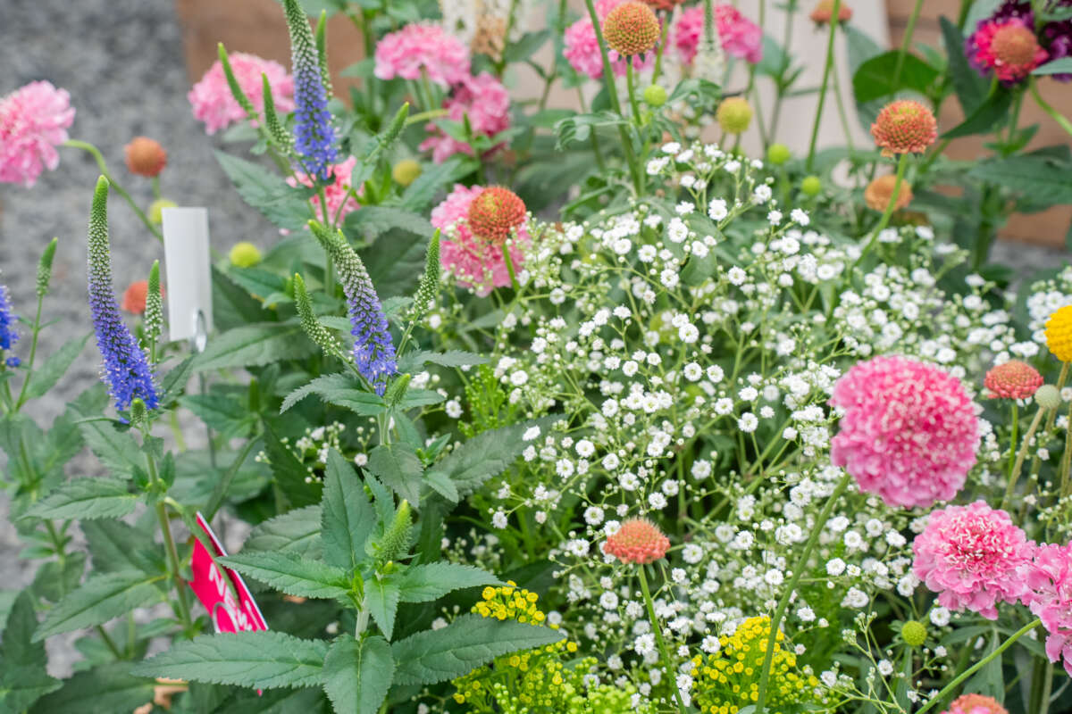 Garden to Vase