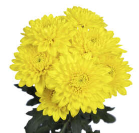 ALMENDRA™ YELLOW