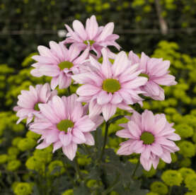 AMOR™ CH-19-5048