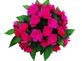 Paradise™ Dark Pink Delias