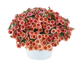 EYECONIC™ Peach