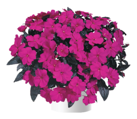 Harmony® Violet