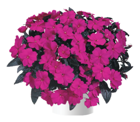 Harmony® Violet