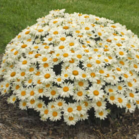 Whoops-a-Daisy