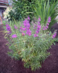 HARLEQUIN™ Purple