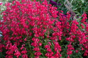 HARLEQUIN™ Red Imp.