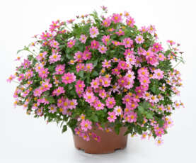 TIMELESS™ COLLECTION Pretty in Pink Imp.
