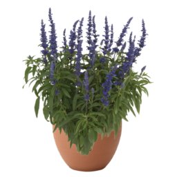SALLYFUN™ Blue