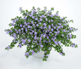 Scopia® Double Lavender
