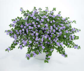 Scopia® Double Lavender