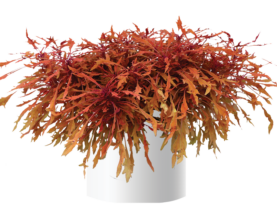Terra Nova® Monkey Puzzle