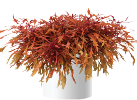 Terra Nova® Monkey Puzzle