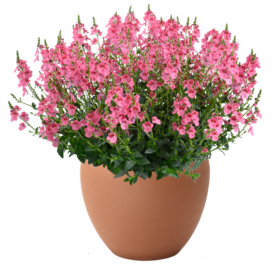 TRINITY™ Pink