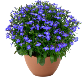 GLOW™ Azure