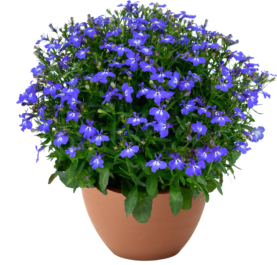 GLOW™ Azure