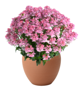 NESIA™ Pink Crush