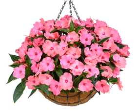 HARMONY® COLORFALL™ Flamingo