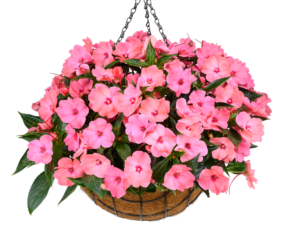 HARMONY® COLORFALL™ Flamingo