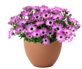 BESTIES™ Optimistic Pink
