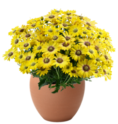 BESTIES™ Cheerful Gold