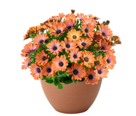 BESTIES™ Inspiring Orange