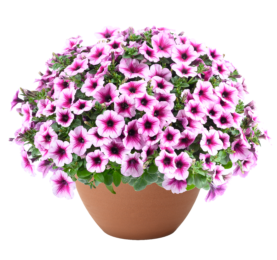 CAPELLA™ Berry Lace