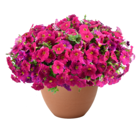 CASCADIAS™ Romancero