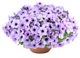 CASCADIAS™ Lavender Ice