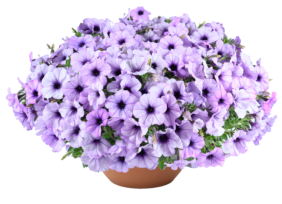 CASCADIAS™ Lavender Ice