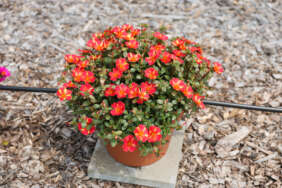 PAZZAZ NANO™ Scarlet Twist