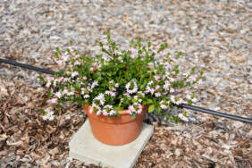 BLESSING™ Bicolor Rose