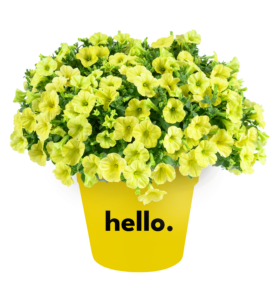 Capella™ Hello Sunshine