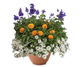 Solar Flare™