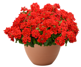 VANESSA™ Compact Hot Red