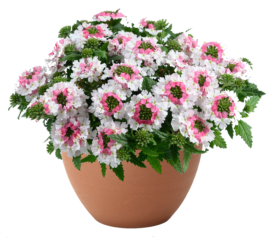 VANESSA™ Compact Bicolor Marshmallow