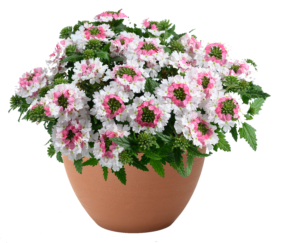 VANESSA™ Compact Bicolor Marshmallow
